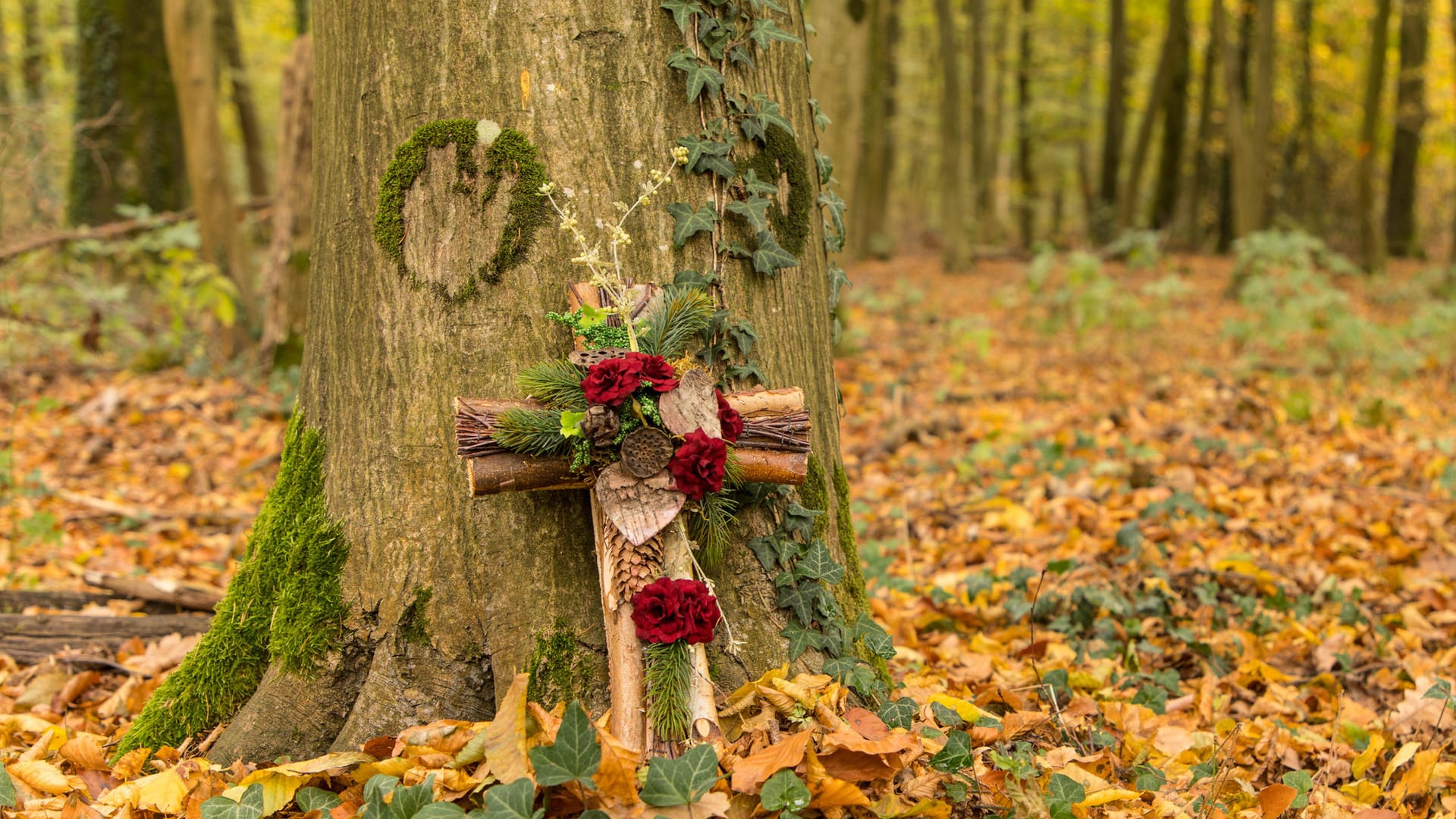 Waldbestattung: Viele Menschen entscheiden sich zu Lebzeiten für eine letzte Ruhestätte im Wald.