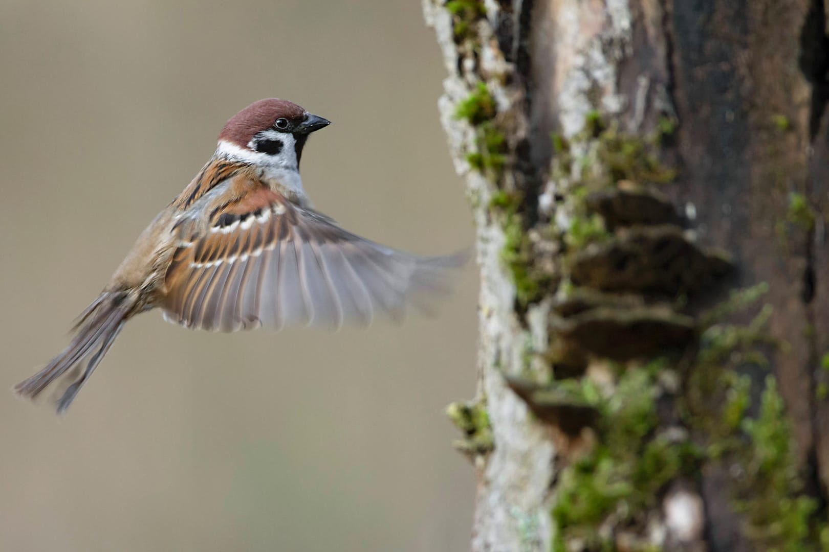 Feldsperling: Der Brutvogel wird immer seltener.