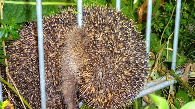 Feuerwehr befreit Igel aus Zaun