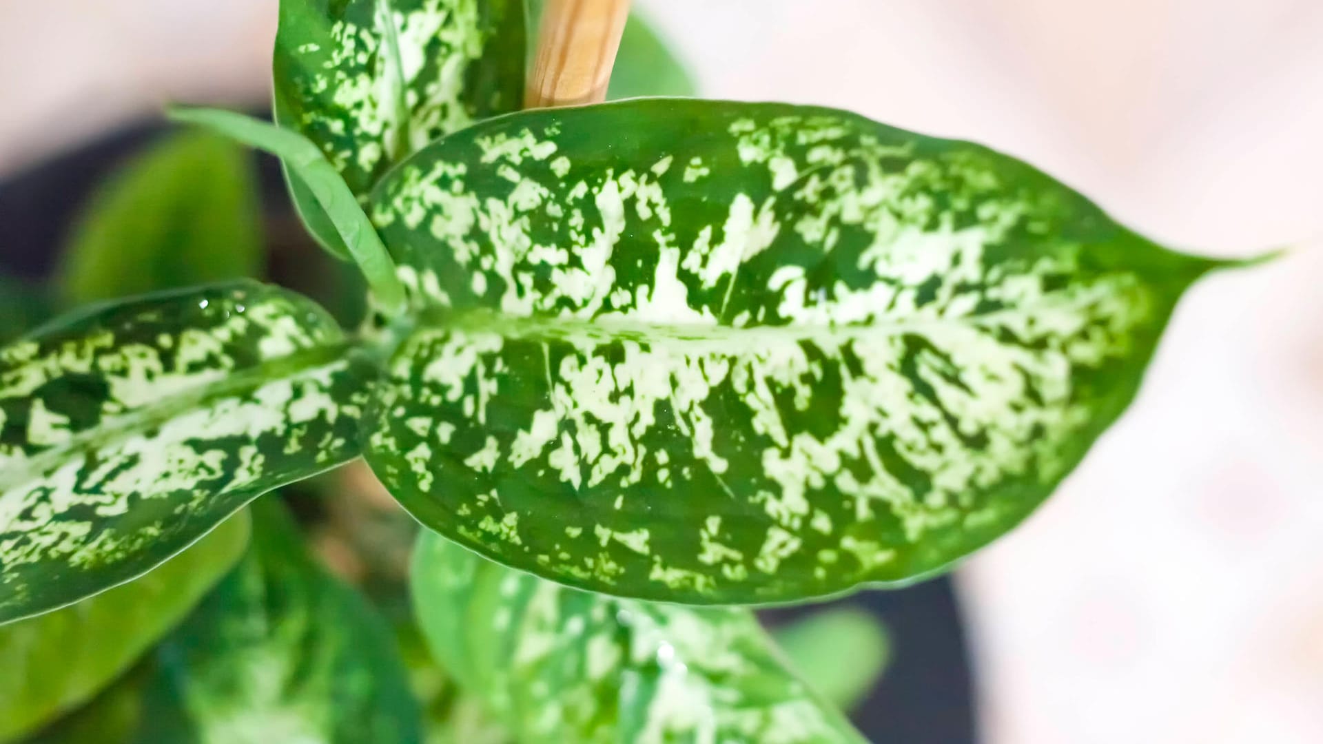 Dieffenbachie (Dieffenbachia): Sie punktet mit dekorativen, schön geformten Blättern.