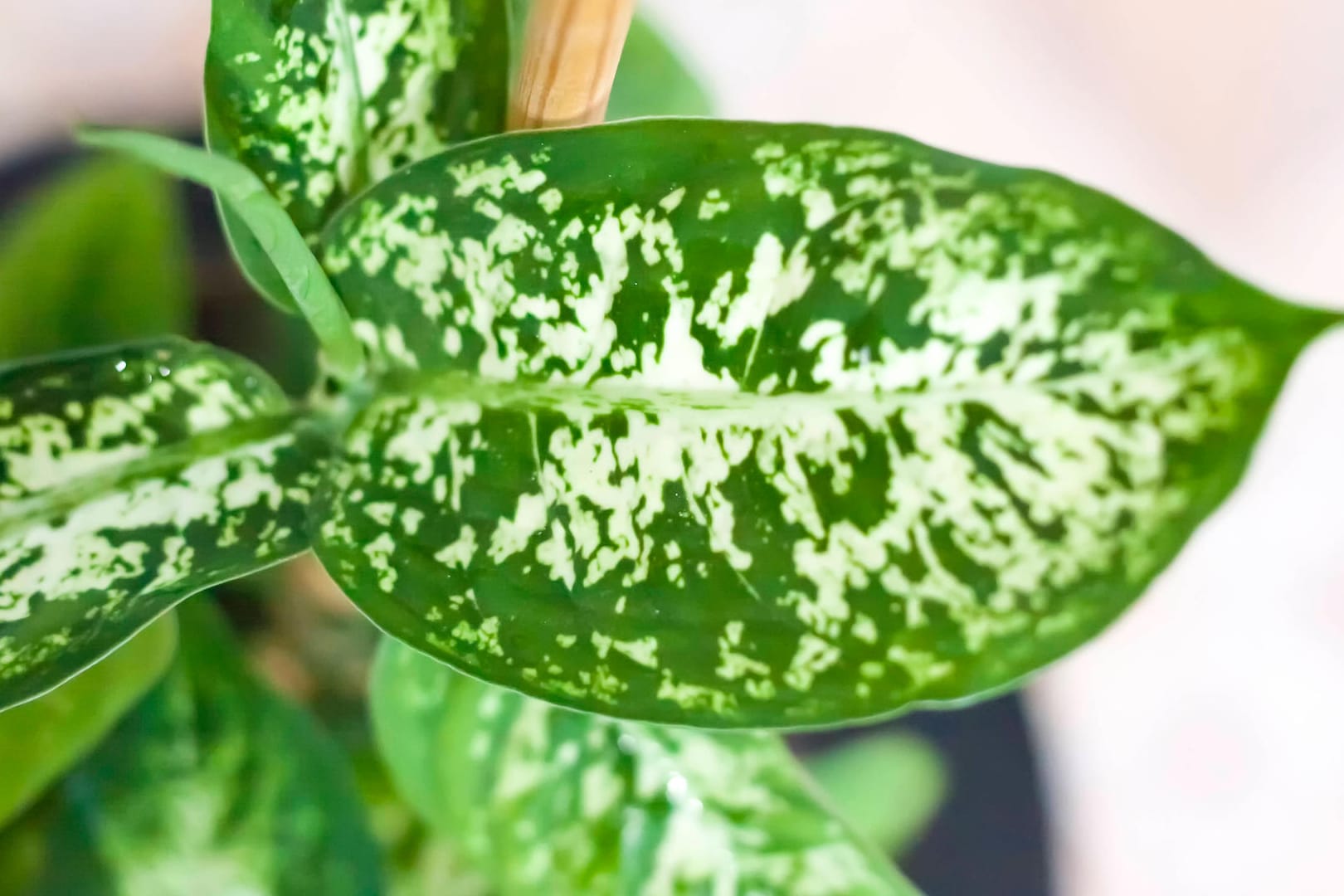 Dieffenbachie (Dieffenbachia): Sie punktet mit dekorativen, schön geformten Blättern.