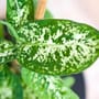 Dieffenbachia ist eine vielseitige Zimmerpflanze: Pflege-Tipps