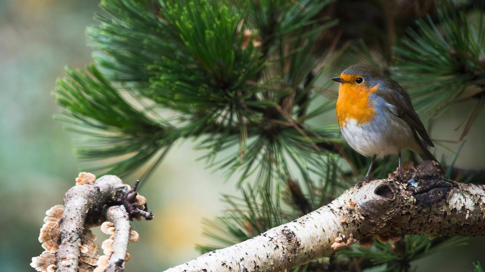 Ein Rotkehlchen auf einem Ast (Symbolbild): Der Wiedehopf löst als neuer Jahresvogel für 2022 das Rotkehlchen ab.