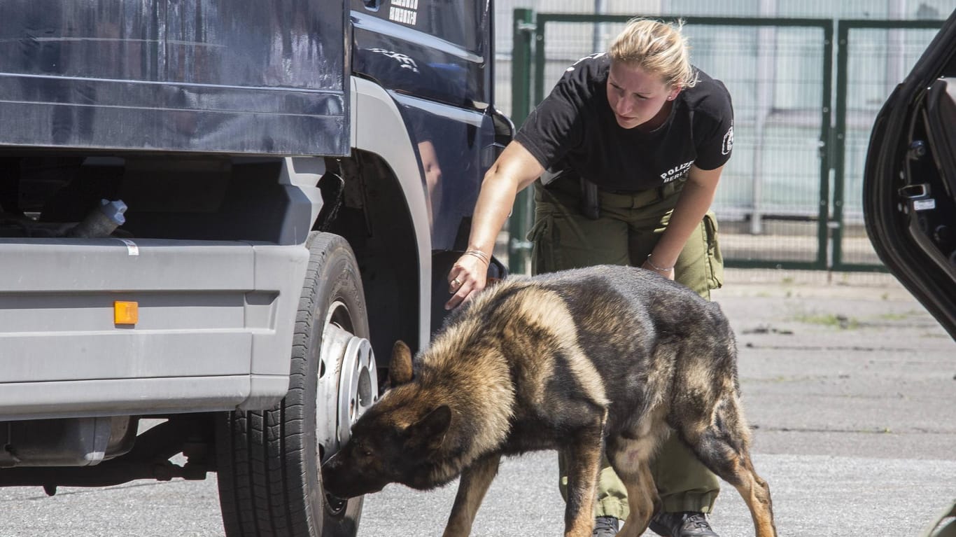 Ein Sprengstoffsuchhund der Polizei sucht ein Fahrzeug ab (Symbolbild): Der Sprengstoff stammte offenbar von einer polizeilichen Übung.