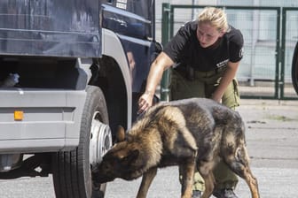 Ein Sprengstoffsuchhund der Polizei sucht ein Fahrzeug ab (Symbolbild): Der Sprengstoff stammte offenbar von einer polizeilichen Übung.