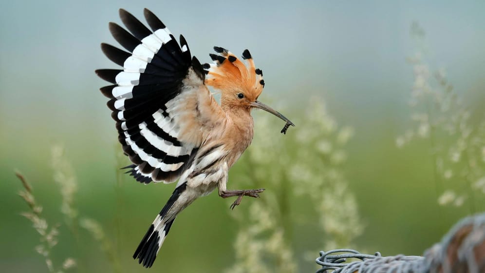 Ein Wiedehopf nach erfolgreicher Futtersuche (Symbolbild): Mit der Federtolle zeigt der Vogel, dass er Angst hat, aufgeregt ist oder sich freut. Auch weibliche Wiedehopfe tragen den markanten Kopfschmuck.