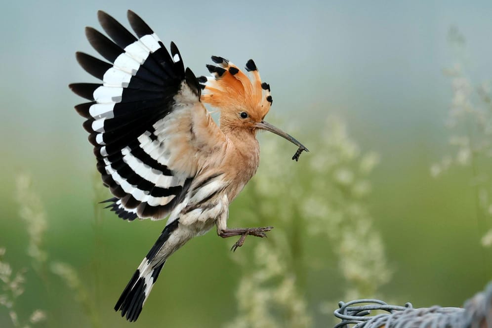 Ein Wiedehopf nach erfolgreicher Futtersuche (Symbolbild): Mit der Federtolle zeigt der Vogel, dass er Angst hat, aufgeregt ist oder sich freut. Auch weibliche Wiedehopfe tragen den markanten Kopfschmuck.
