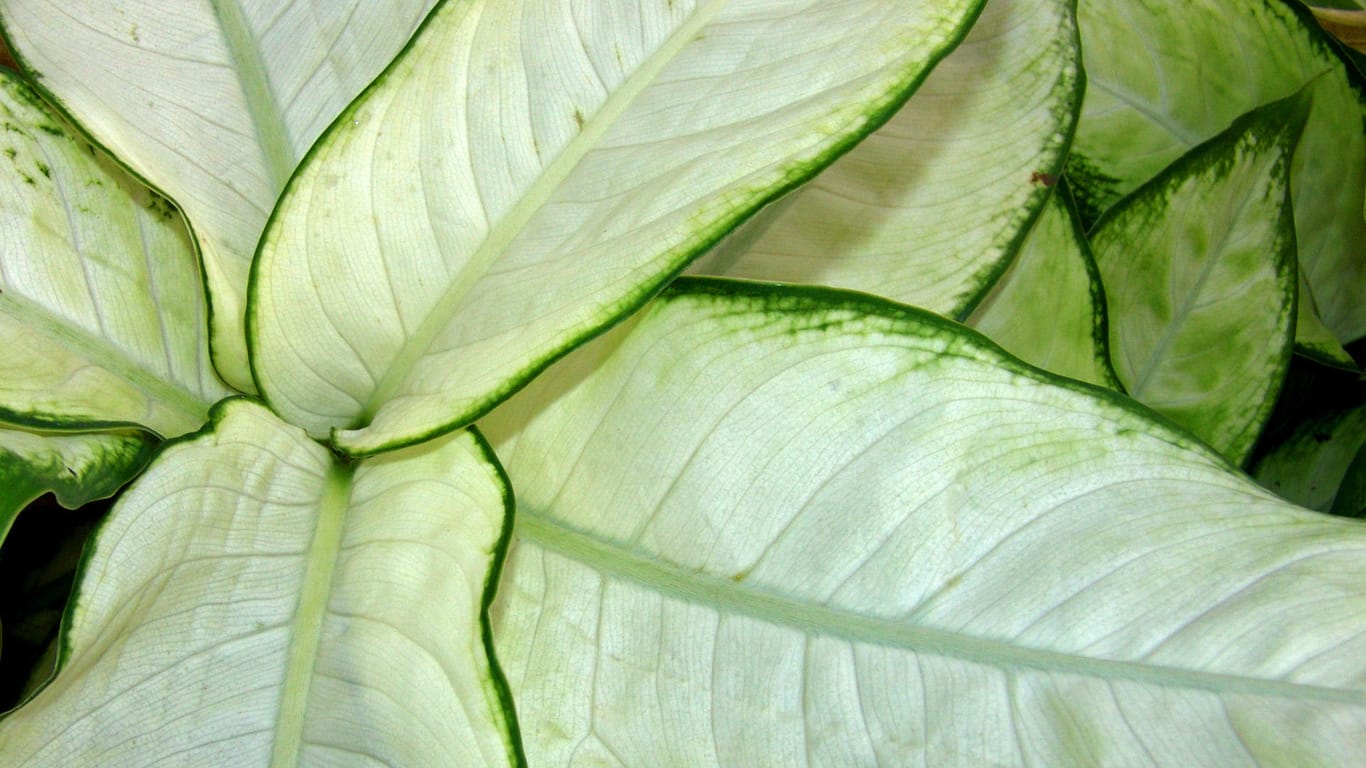 Dieffenbachia maculata 'Camilla': Ihre Blätter sind cremeweiß und hellgrün umrandet.