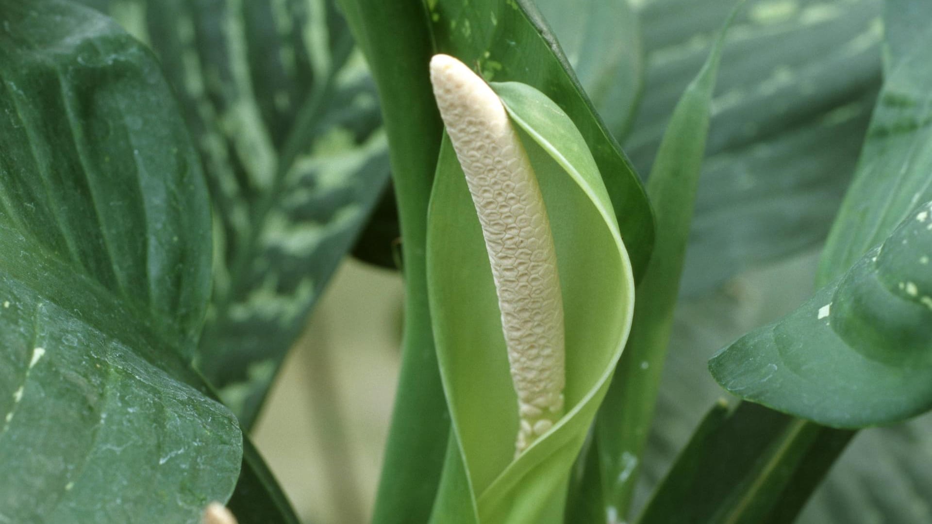 Dieffenbachie (Dieffenbachia maculata): Die Blütenstände erscheinen nur sehr selten.