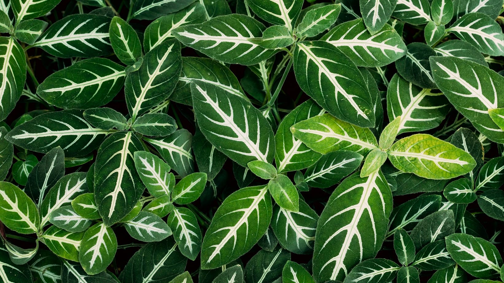 Dieffenbachia oerstedii: Diese Art ist in Mittelamerika heimisch.