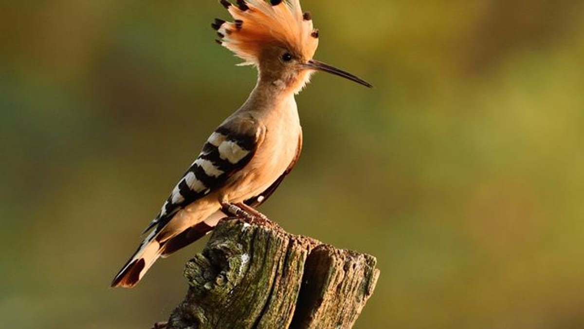 In Thüringen nur Einzelvorkommen des "Vogel des Jahres"