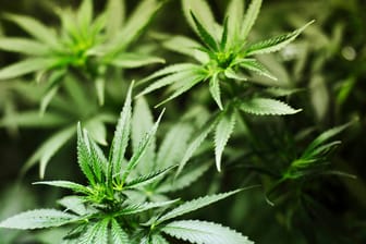 Eine Cannabispflanze (Symbolbild): Die Ampelparteien wollen den Verkauf in lizensierten Geschäften legalisieren.