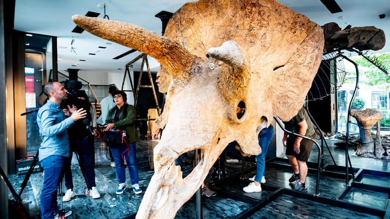 Der größte bekannte Triceratops, Big John, bei einer Versteigerung (Archivbild): In Brasilien wurde jetzt ein kleinerer Pflanzenfresser aus der Urzeit entdeckt.