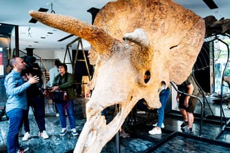 Der größte bekannte Triceratops, Big John, bei einer Versteigerung (Archivbild): In Brasilien wurde jetzt ein kleinerer Pflanzenfresser aus der Urzeit entdeckt.