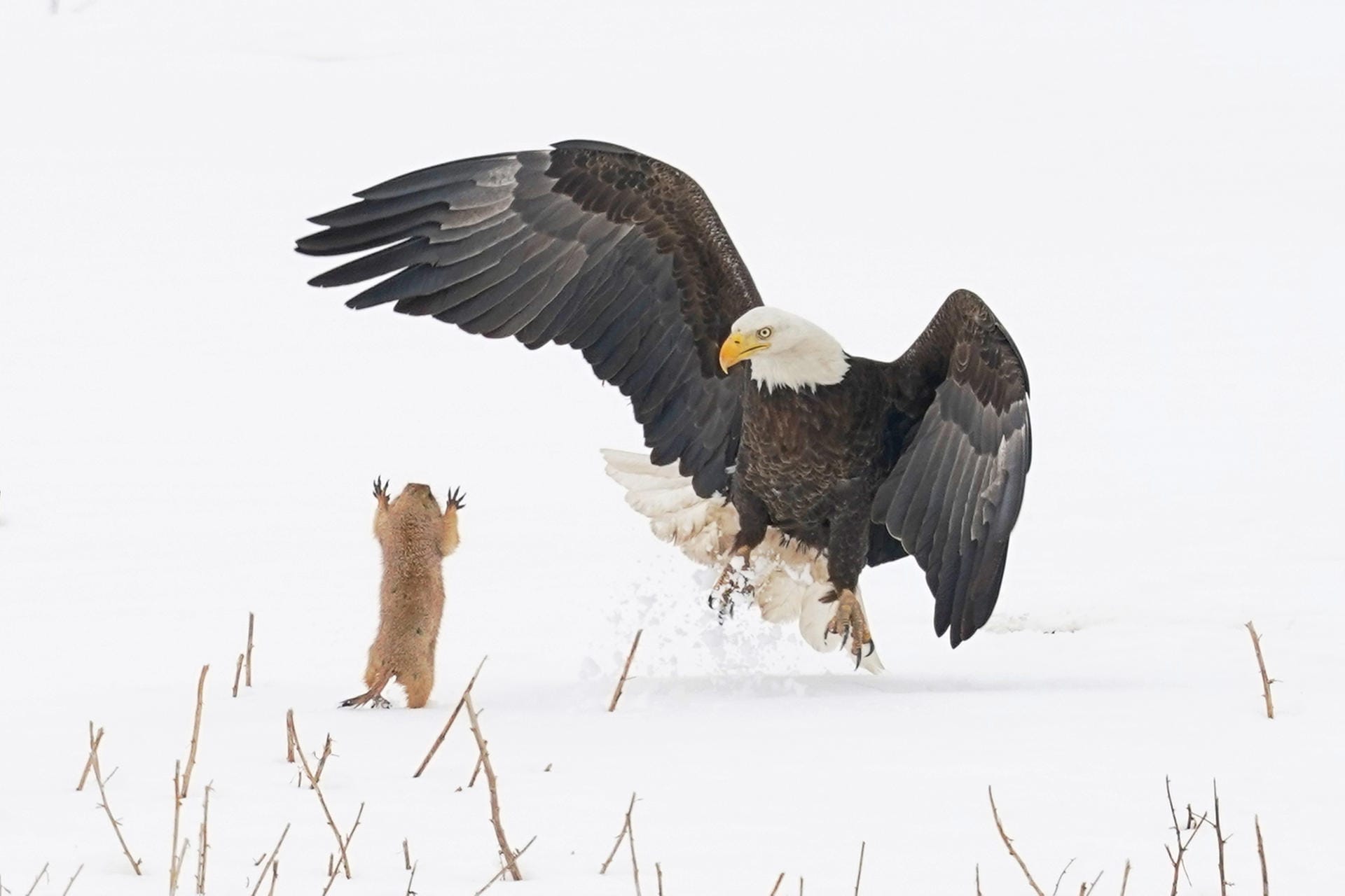 "David gegen Goliath" zwischen einem Weißkopfseeadler und einem Präriehund.