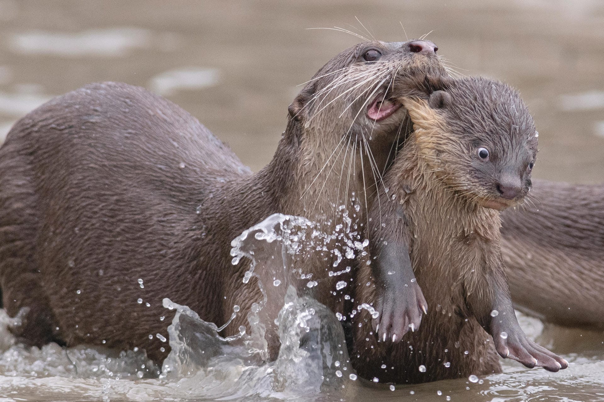 "Zeit für die Schule" heißt es für den kleinen Otter in Singapur. Der Blick zeigt jedoch wenig Begeisterung.