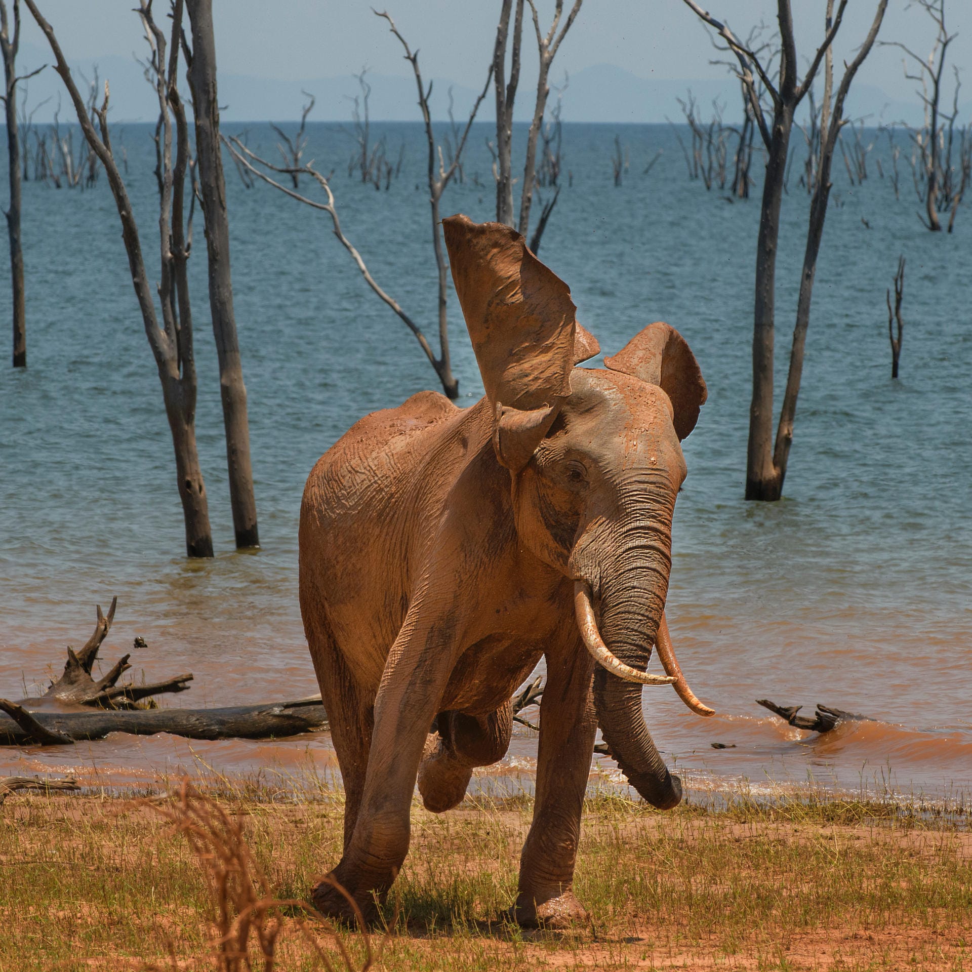 Im Matusadona Park hat dieser Elefant richtig viel Freude daran, sich im Schlamm zu wälzen.