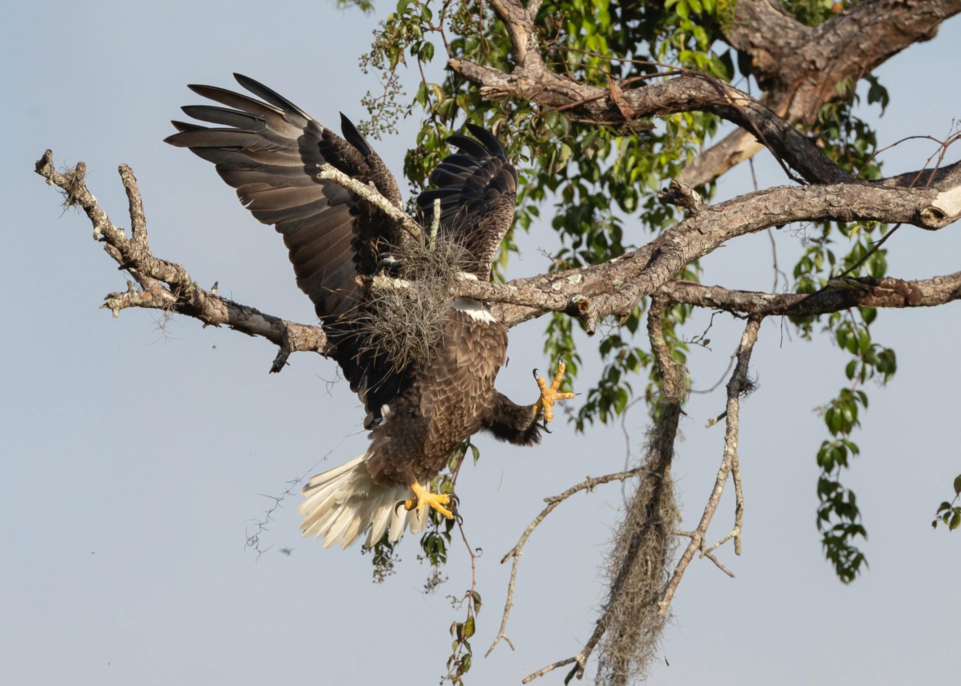 Weißkopfseeadler gelten als die Helden der Lüfte. Sie nutzen zudem ihre Nester für mehrere Jahre. Etwas mehr Probleme hatte dieser Flugkünstler. Sicherlich klappt es beim nächsten Mal besser.