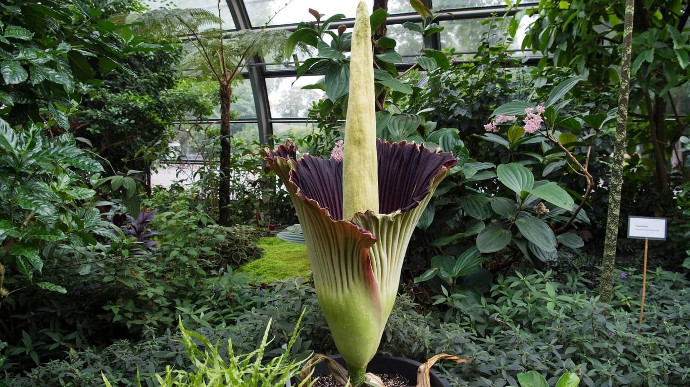 Eine Titanenwurz in der Blüte (Symbolbild): Die tropische Pflanze lockt mit ihrem Aasgeruch Insekten an.
