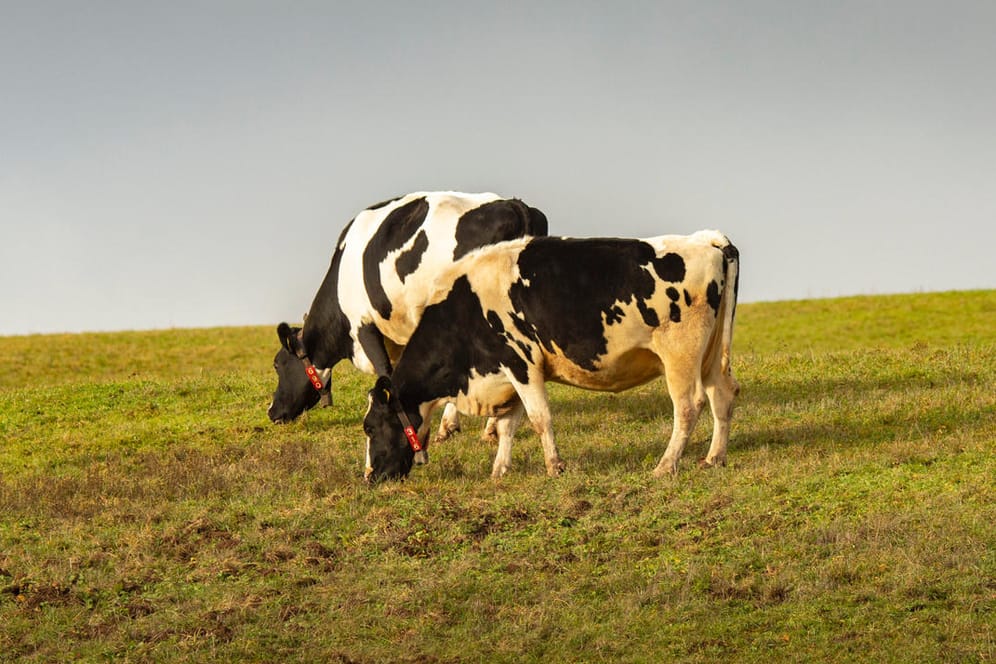 Grasende Kühe in Thüringen (Symbolbild): Die Landmolkerei Herzgut saniert sich in Eigenverwaltung.