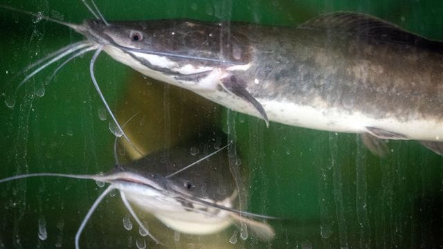 Universität Rostock erforscht Aquaponik-Systeme