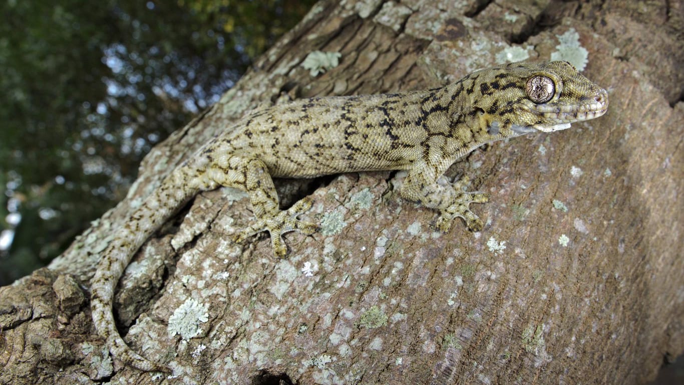 Ein Gecko in Südafrika (Archiv): Die beiden Beschuldigten sollen sie als exotische Haustiere verkauft haben.