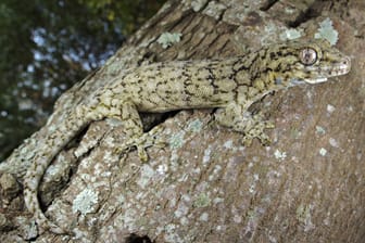 Ein Gecko in Südafrika (Archiv): Die beiden Beschuldigten sollen sie als exotische Haustiere verkauft haben.