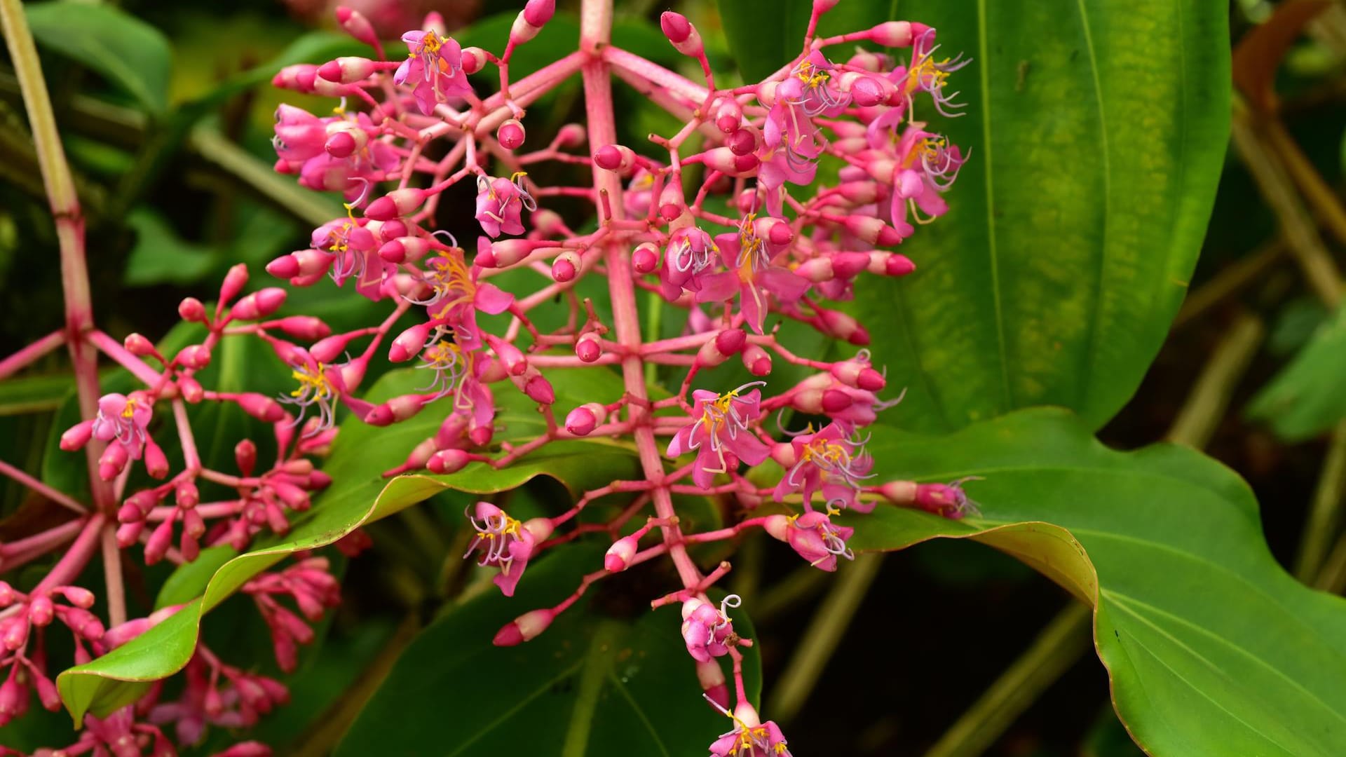 Blüte der Medinilla