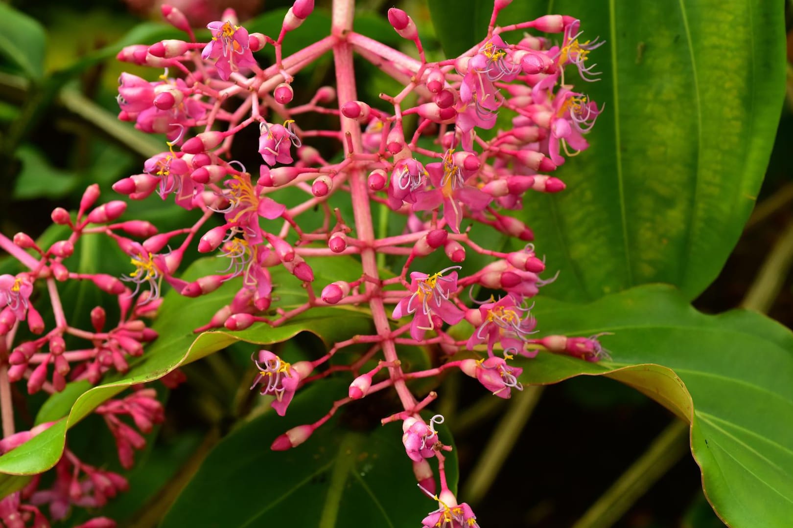 Blüte der Medinilla