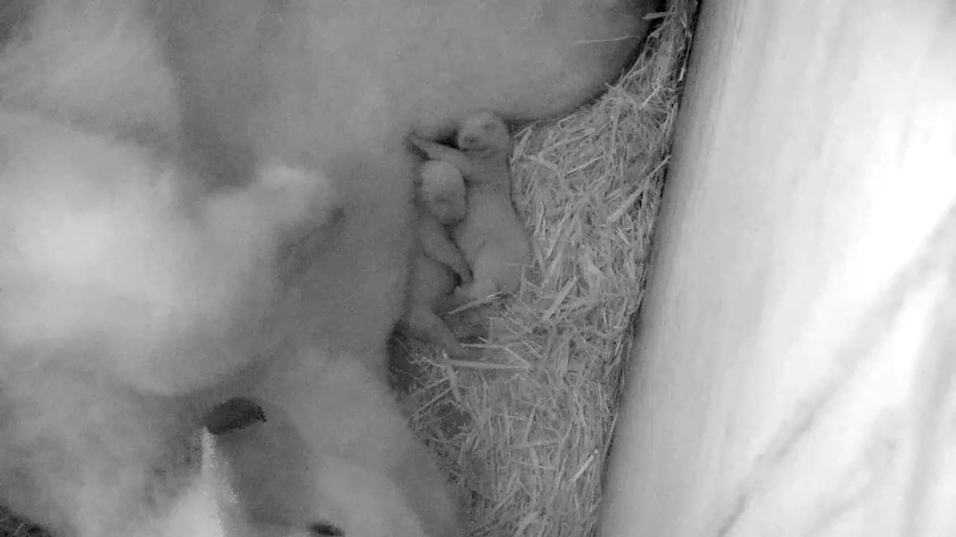Eisbärin Sizzel mit ihren Zwillingen in der Wurfhöhle im Polarium im Zoo: Die beiden Jungtiere wurden am 14. November 2021 geboren.