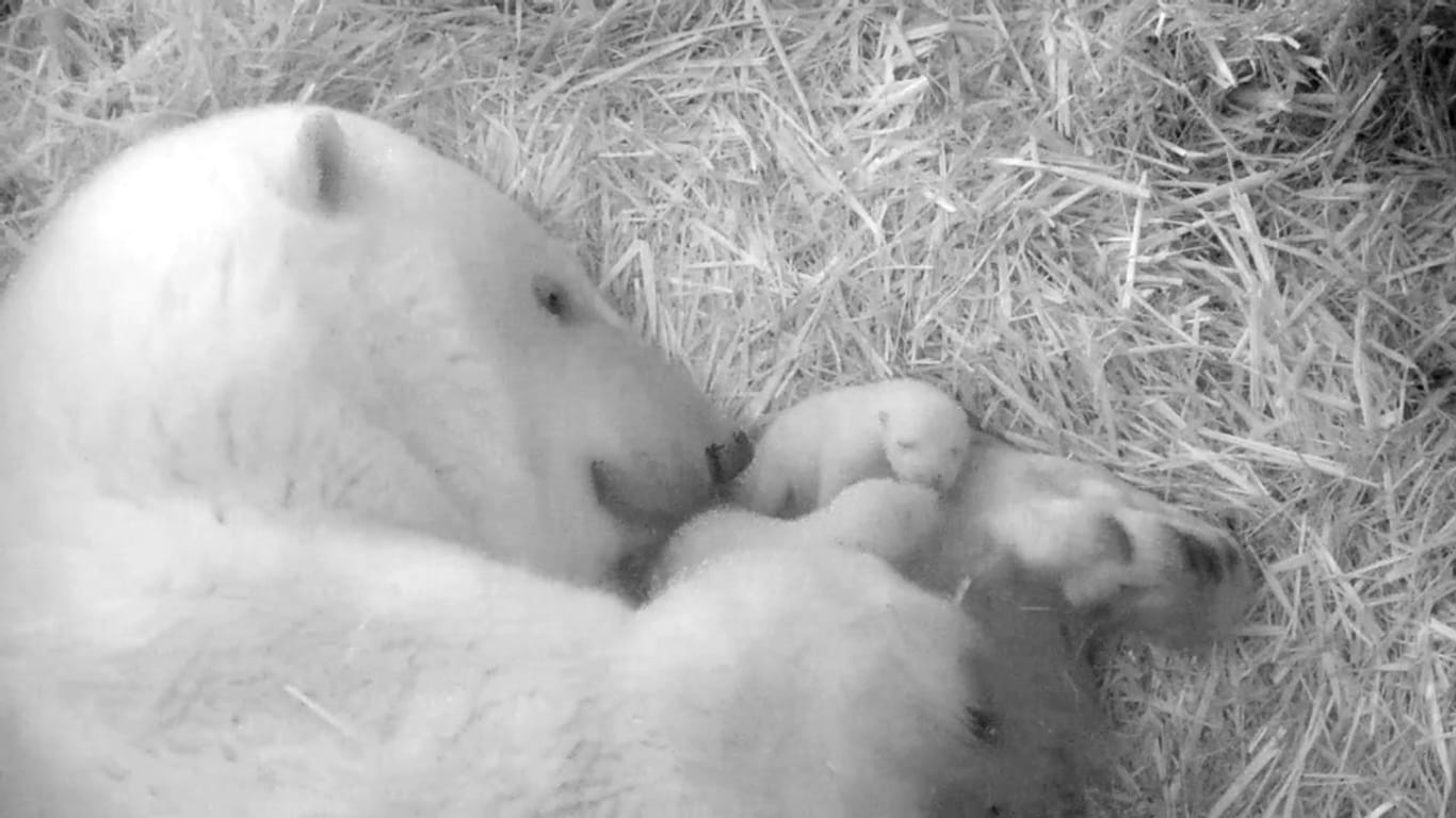 Bärin Sizzel mit ihren Jungtieren: Die ersten Wochen und Monate sind für die Eisbären-Babys entscheidend.