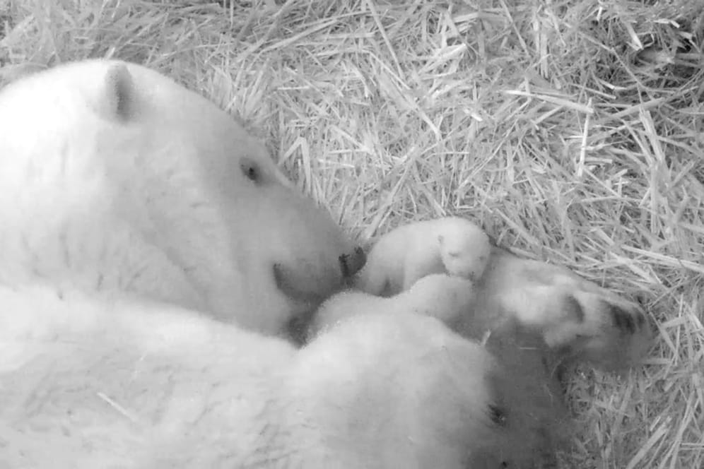 Bärin Sizzel mit ihren Jungtieren: Die ersten Wochen und Monate sind für die Eisbären-Babys entscheidend.