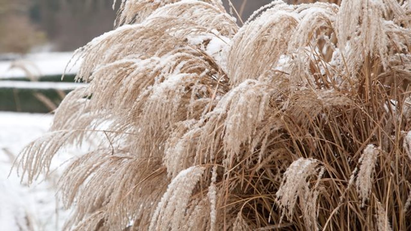 Gräser wie das Chinaschilf sind mit Schnee bedeckt ein schöner Hingucker im Garten.