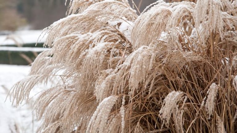 Gräser wie das Chinaschilf sind mit Schnee bedeckt ein schöner Hingucker im Garten.