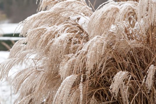 Gräser wie das Chinaschilf sind mit Schnee bedeckt ein schöner Hingucker im Garten.