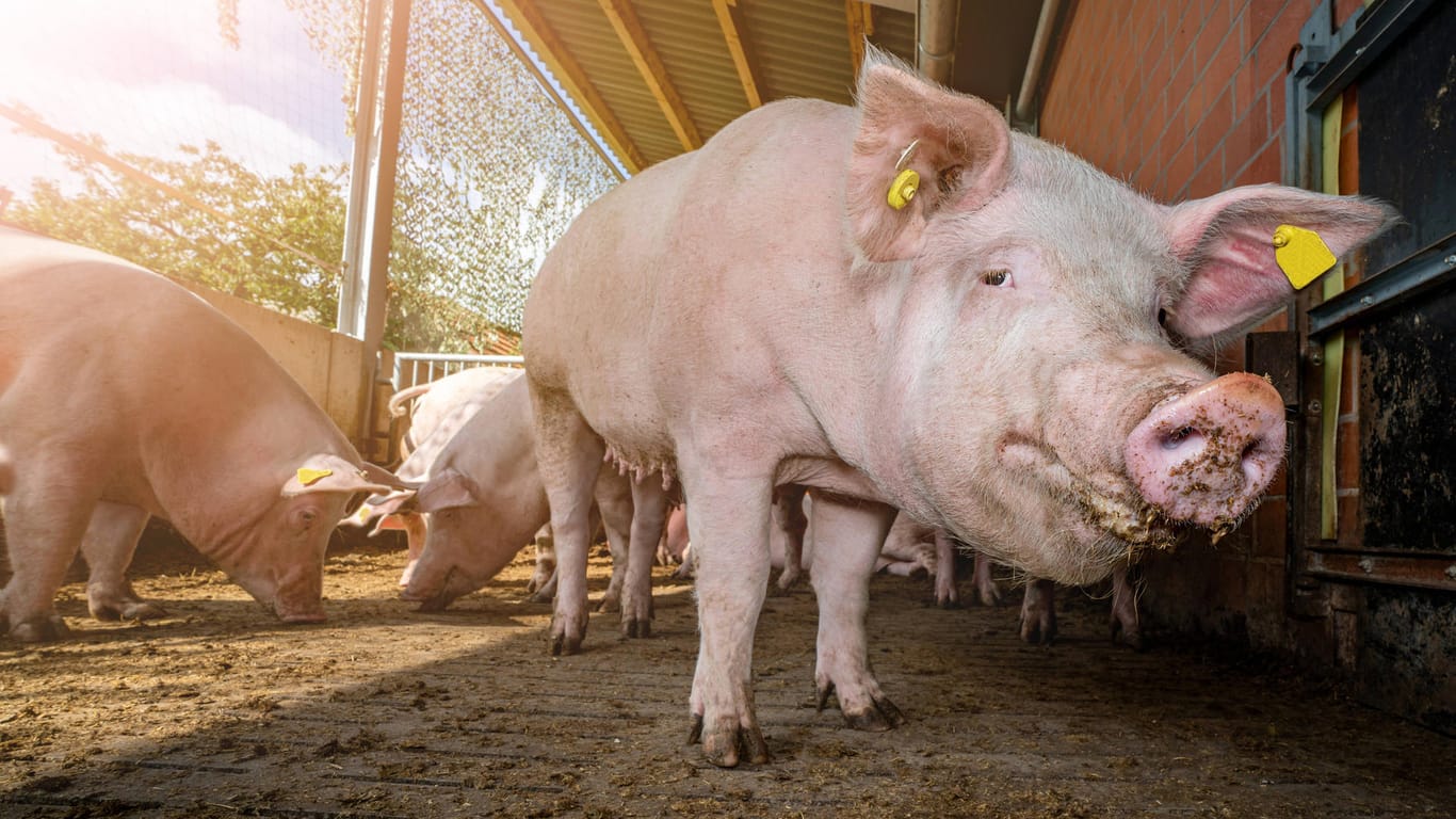 Im Außenbereich eines Schweinestalls (Symbolbild): Rückgang der Schweinfleischpreise traf die Bauern stark.