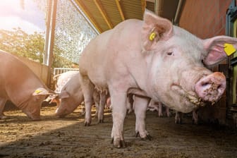 Im Außenbereich eines Schweinestalls (Symbolbild): Rückgang der Schweinfleischpreise traf die Bauern stark.