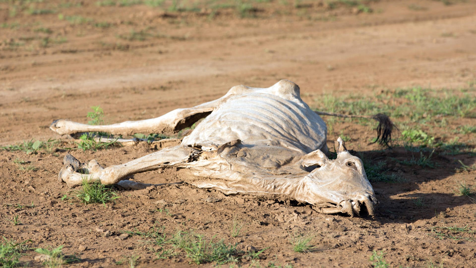 Dürre in Somalia (Archivbild): Mit den Tieren, die bereits in großer Zahl starben, haben viele Menschen ihre wirtschaftliche Existenz verloren.