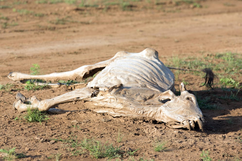Dürre in Somalia (Archivbild): Mit den Tieren, die bereits in großer Zahl starben, haben viele Menschen ihre wirtschaftliche Existenz verloren.
