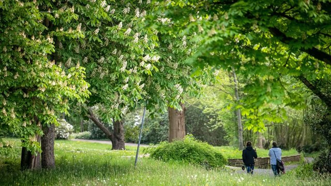Zwei Spaziergänger gehen durch einen Park zwischen den Bäumen.