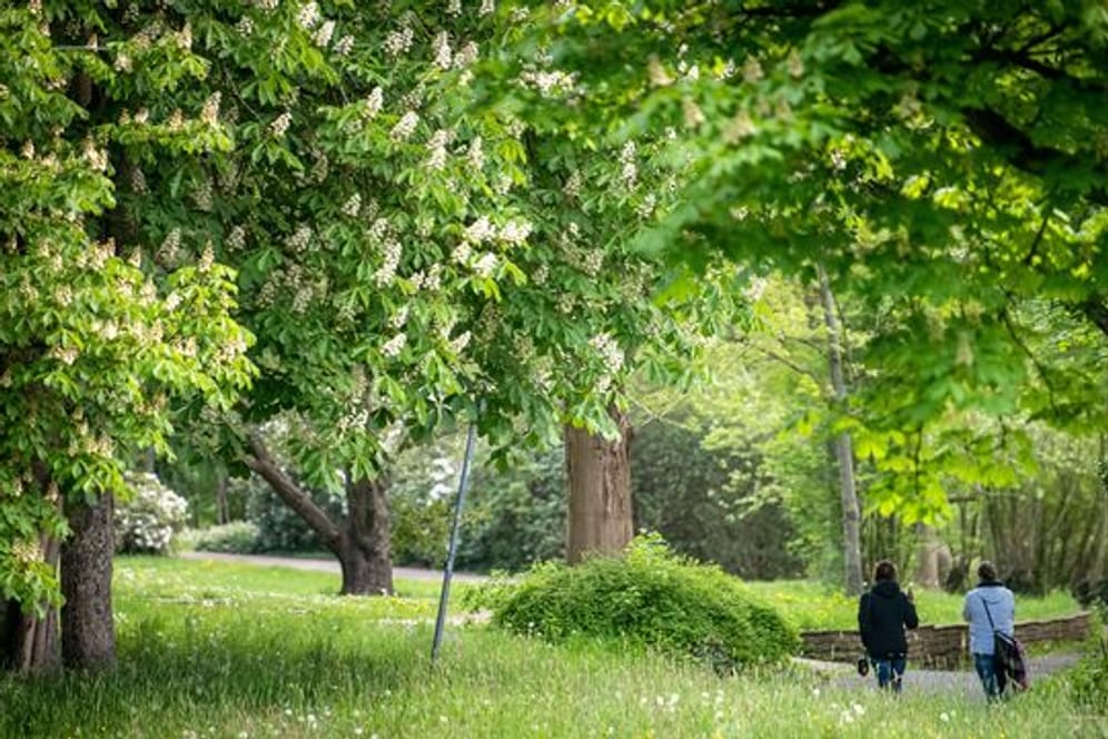 Zwei Spaziergänger gehen durch einen Park zwischen den Bäumen.
