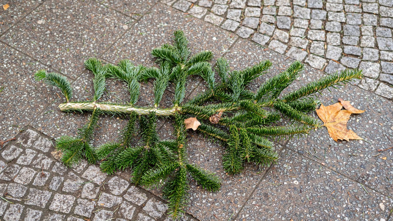 Tannenzweig: Für viele gehört der Weihnachtsbaum zum Fest dazu – doch wird es noch genug bis zum 24.12.2021 geben? (Symbolbild)