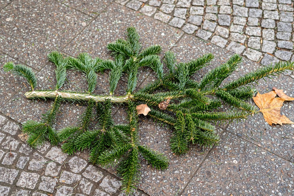 Tannenzweig: Für viele gehört der Weihnachtsbaum zum Fest dazu – doch wird es noch genug bis zum 24.12.2021 geben? (Symbolbild)