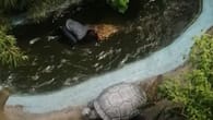Tourist erlebt böse Überraschung im Krokodil-Becken