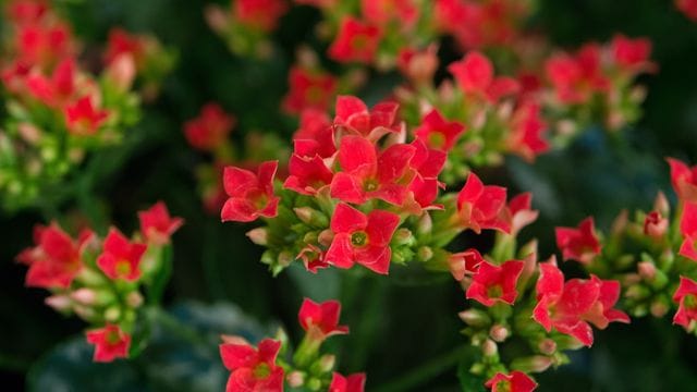 Flammendes Käthchen (Kalanchoe blossfeldiana)