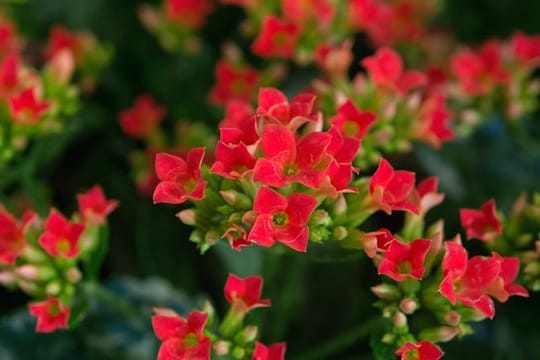 Flammendes Käthchen (Kalanchoe blossfeldiana)