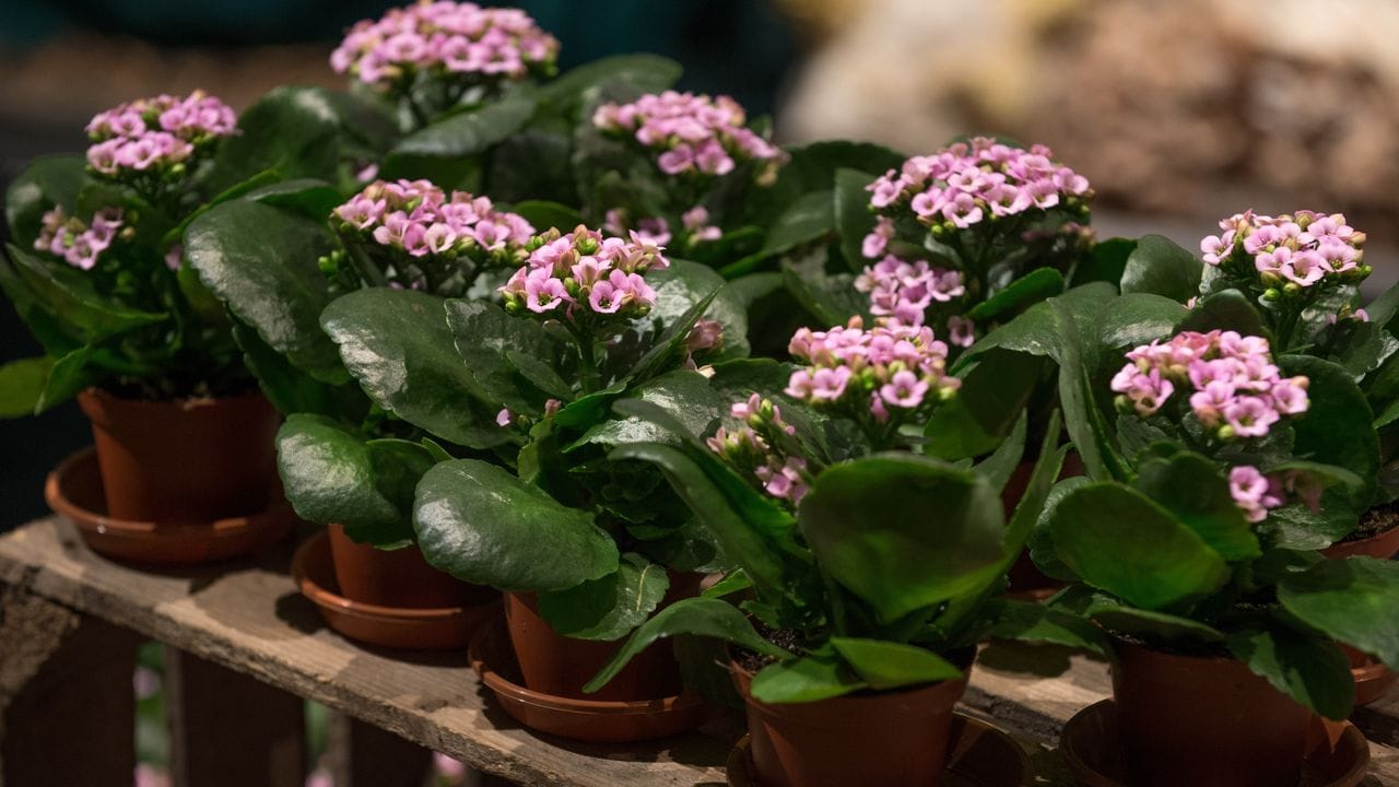 Flammendes Käthchen (Kalanchoe blossfeldiana): Die pflegeleichte Zimmerpflanze blüht im Winter wochenlang.