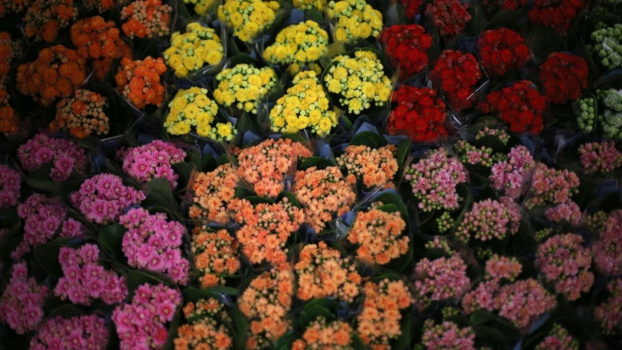 Flammendes Käthchen (Kalanchoe blossfeldiana): Wenn die Tage kurz und die Nächte lang sind, kommt seine Zeit.