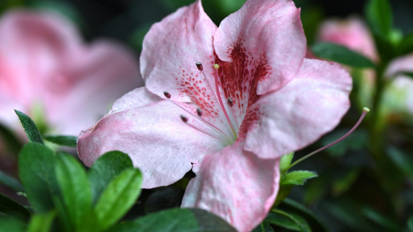 Zimmer-Azalee (Rhododendron simsii): Sie blüht vornehmlich in den Wintermonaten.