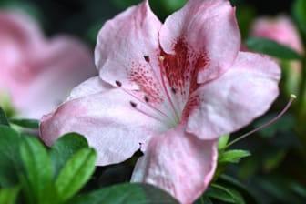 Zimmer-Azalee (Rhododendron simsii): Sie blüht vornehmlich in den Wintermonaten.